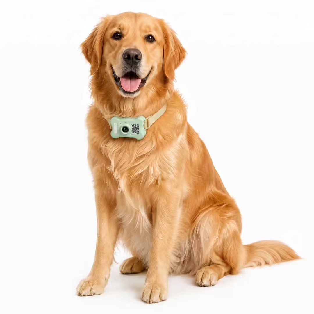 Dog smart colla M12